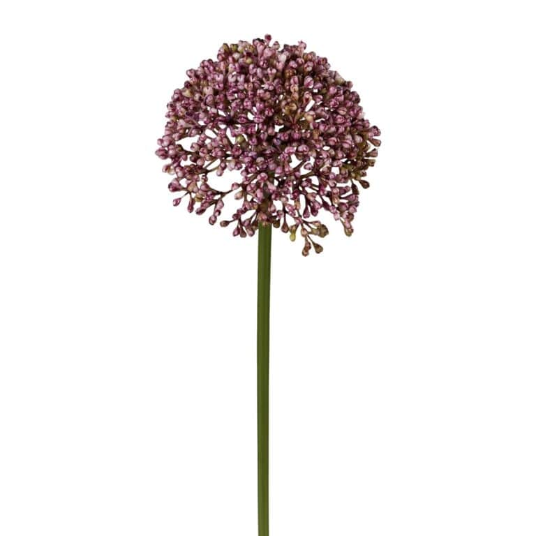 Allium Lilla 36cm