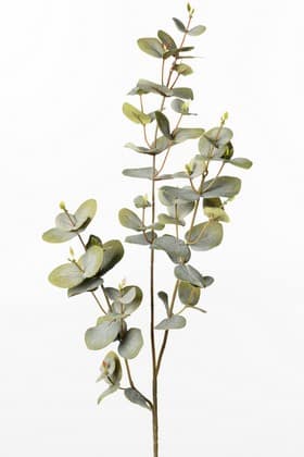 Eucalyptus 70 cm Støvet Grøn