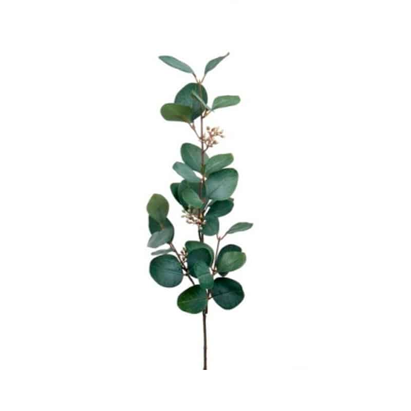 eucalyptus gren 70 cm