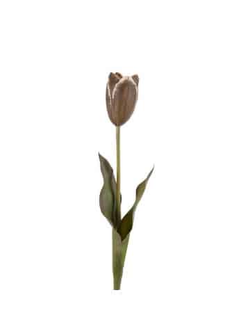 Tulipan 58cm Brun
