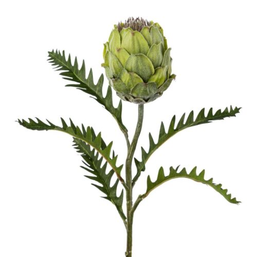 Protea Grøn