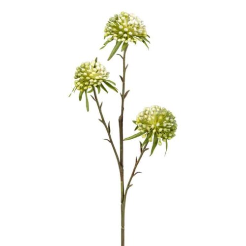 Allium Hvid/Grøn 60cm