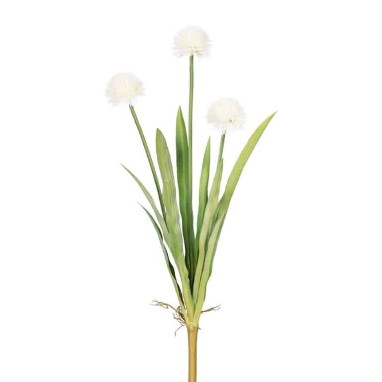 Allium Busk Hvid 60 cm