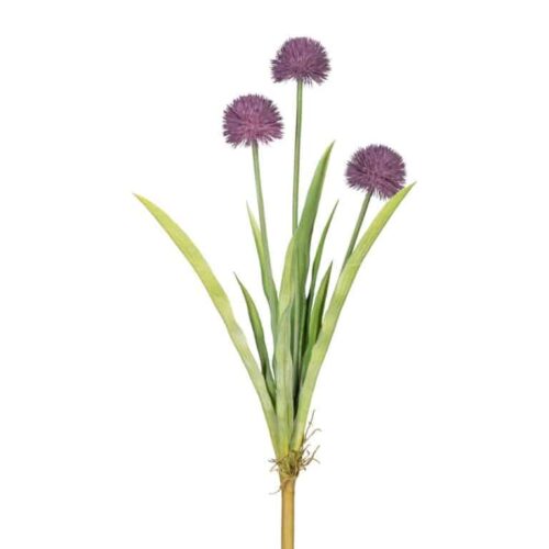 Allium Lilla 60 cm