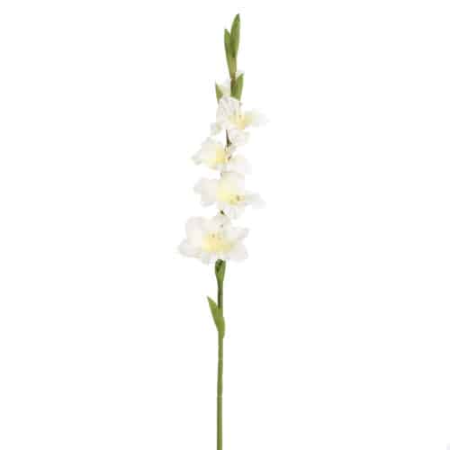 Gladiolus Hvid