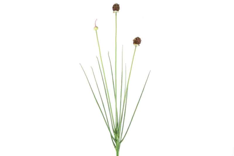Allium Lilla 85cm