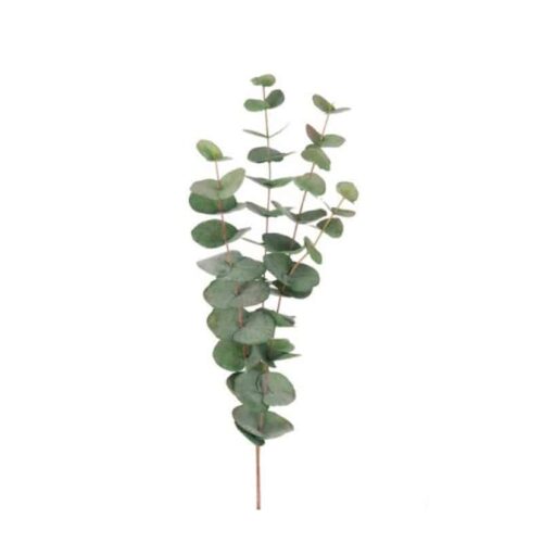 eucalyptus gren 60 cm