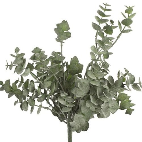 Eucalyptus 30cm