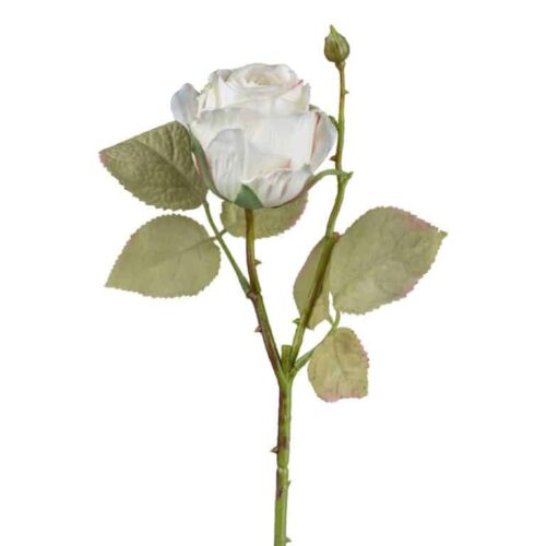 Rose - Hvid