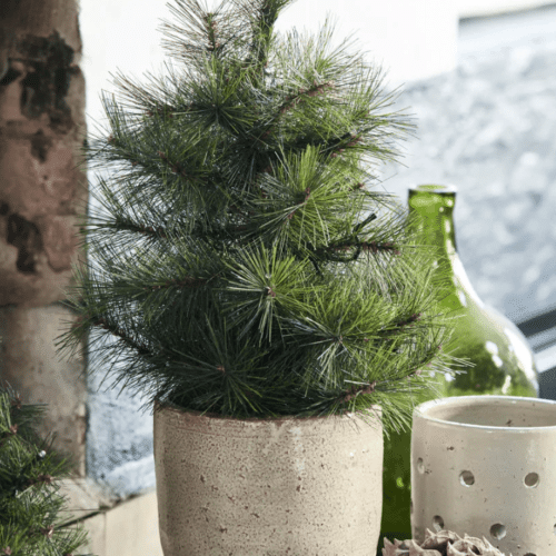 Juletræ Pinus