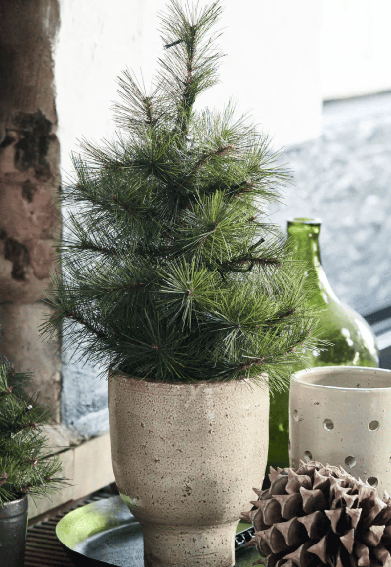 Juletræ Pinus