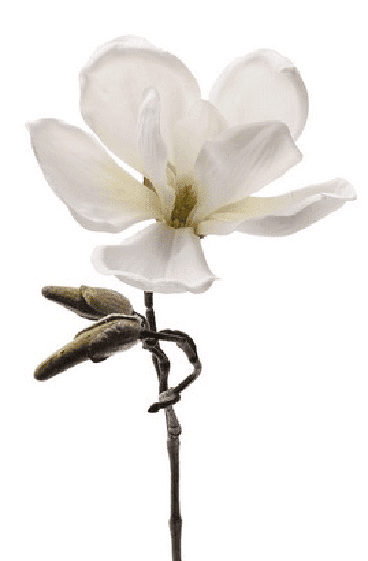 Magnolie Kvist Hvid 30 cm
