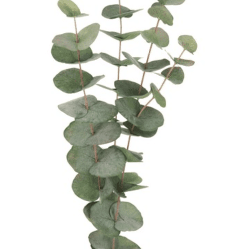 Eucalyptus Grøn 60 cm