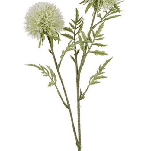 Allium 60 cm Hvid