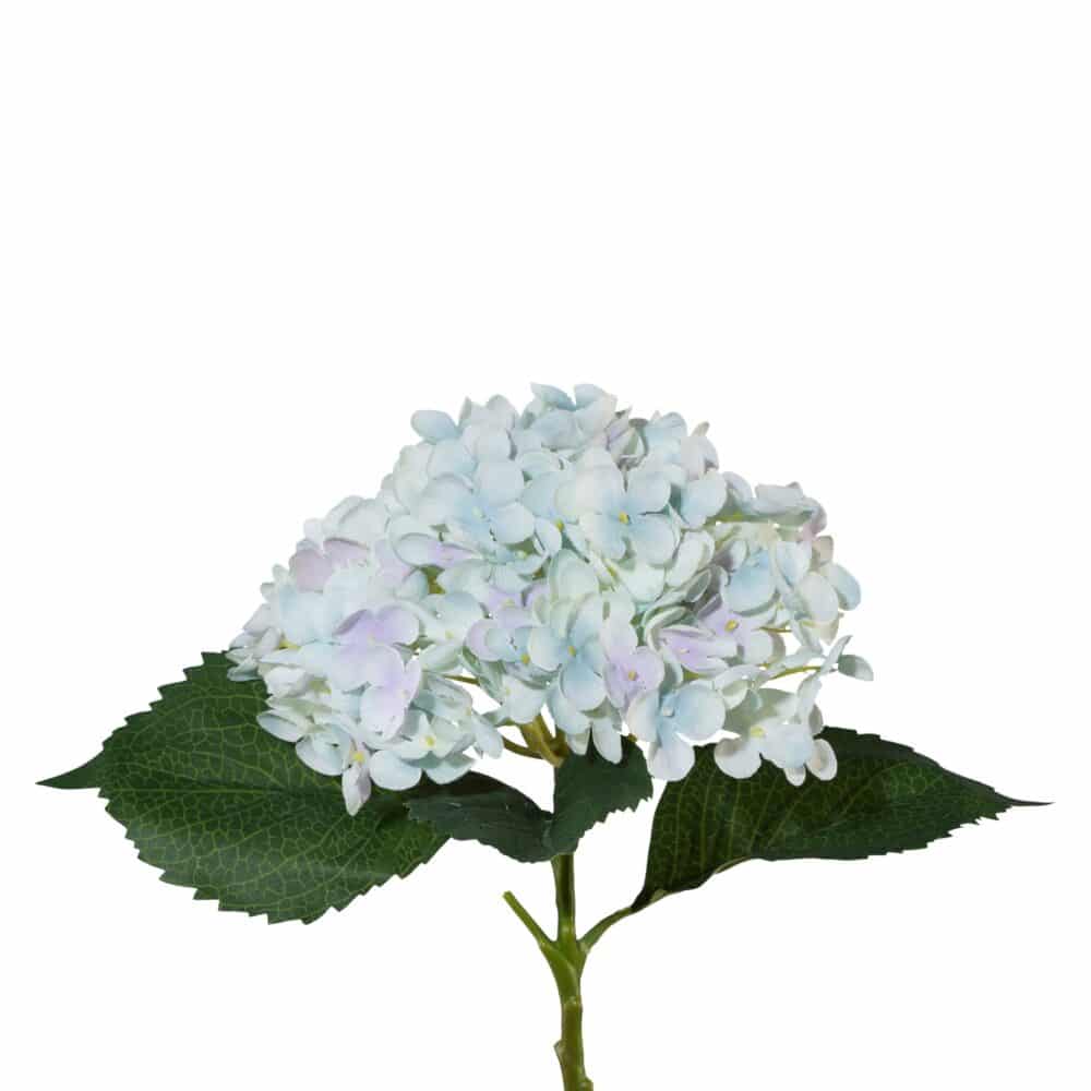 Hortensia Lyseblå